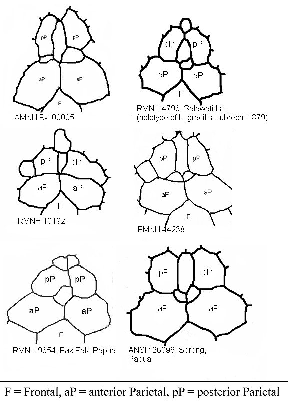 Parietalstructure in L. albertisii Parietalstructure in L. albertisii